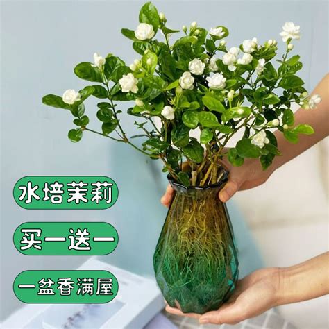 水培植物|20种最容易水培的花卉植物，一看就会养！~